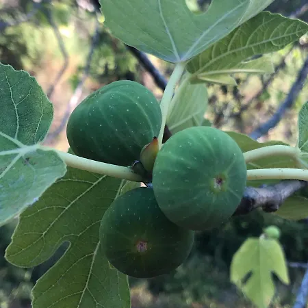 Buqez Sunset 64 Ferienhaus Drage