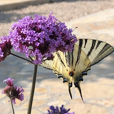 Buqez Sunset 64 * Drage