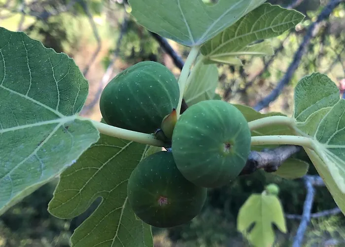 Buqez Sunset 64 度假居 德拉格