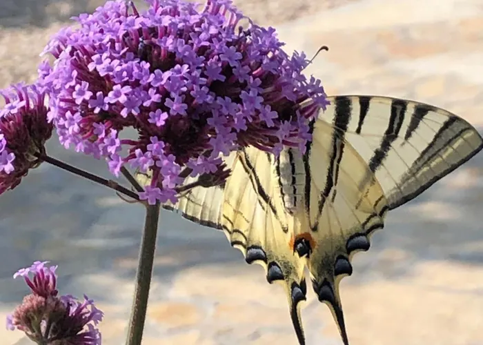 Buqez Sunset 64 * 德拉格